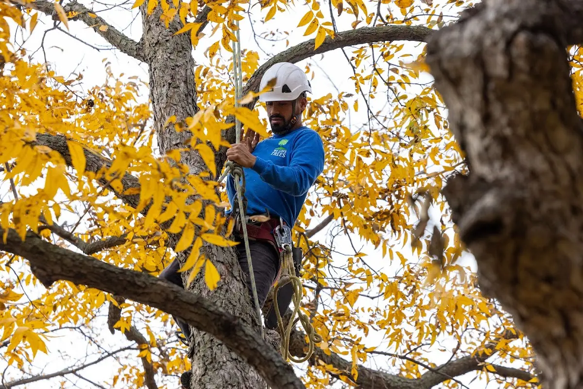 Skilled Tree Pruning crew working in Albion