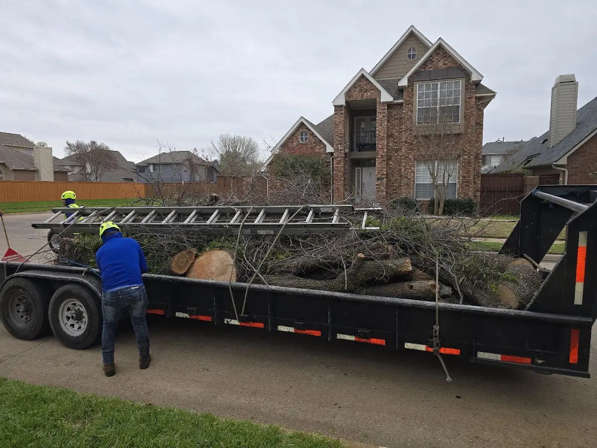 Expert Tree Pest Control with proper safety equipment in Albion